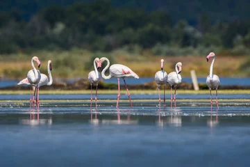 Gordijnen A flock of flamingos photographed in an abandoned salt pans of Ulcinj in Montenegro © Lukas