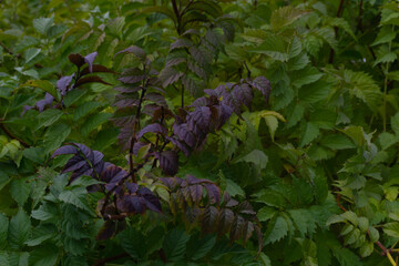 Autumn Kampsis branches with green and purple leaves