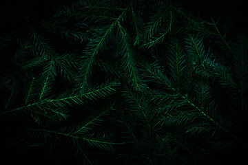 Christmas tree branches. Green natural background. Christmas background. Nature New Year concept.