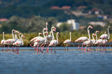 A flock of flamingos photographed in an abandoned salt pans of Ulcinj in Montenegro