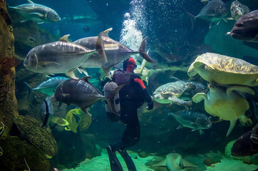 Fototapeta premium The diver swims in the sea among many large fish and turtles. Exploring the underwater world. Marine ecology, the rescue of unique species of underwater animals. Diving equipment.