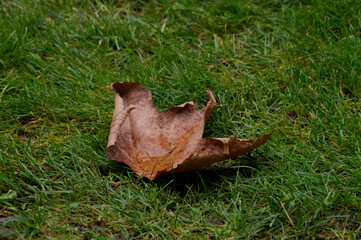 leaves on grass