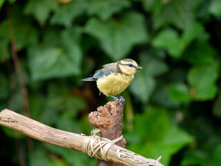 Blue tit, Cyanistes caeruleus,  perched on branch in garden, Netherlands