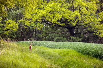 Roe deer, field and green trees