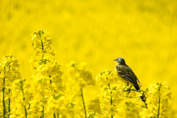 yellow wagtail in the yellow field