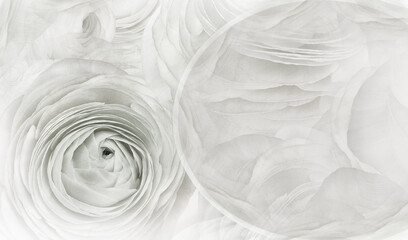 Obraz premium Floral white-black background. A bouquet of roses flowers. Close-up. Flower composition. Nature.