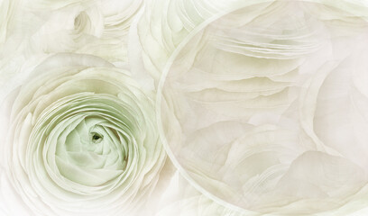 Floral  light green  background. A bouquet of  roses  flowers.  Close-up.  Flower composition. Nature.