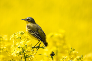 yellow wagtail in the yellow field