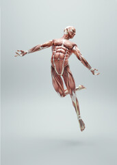 Muscular system of a man jumping on white background. Healthy lifestyle and motion concept. This is a 3d render illustration
