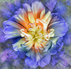 Blue-yellow tulip. floral background. Closeup. For design. Nature.	

