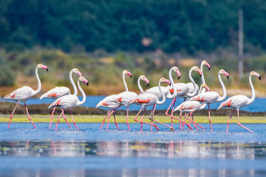 A flock of flamingos photographed in an abandoned salt pans of Ulcinj in Montenegro