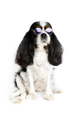 Portrait of funny dog in purple sunglasses