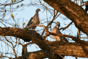 Ringeltauben im Frühjahr während der Balz	
