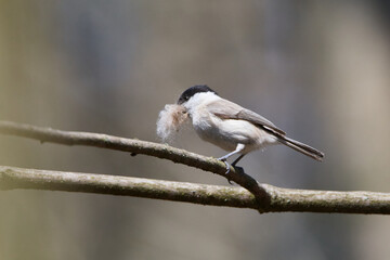 Sumpfmeise oder Nonnenmeise (Poecile palustris) mit Nistmaterial in der Oberlausitz	