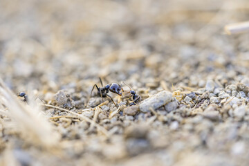 hormiga caminando 
