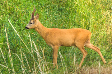 Roe deer in the field