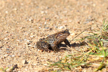 Frog or toad on a spring dirt road. Came out of it's winter habitat. Springtime concept.