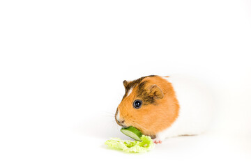 Guinea pig isolated on white background. Domestic animal portrait isolated at red background. Studio shot.