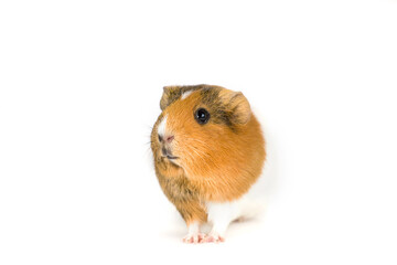 Guinea pig isolated on white background. Domestic animal portrait isolated at red background. Studio shot.