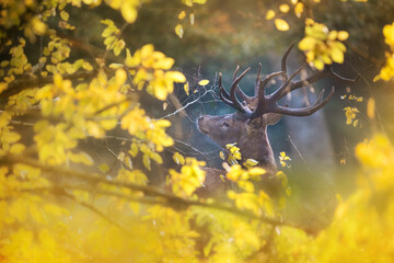 portrait d'un cerf à travers des feuilles jaunes