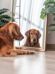 Golden Retriever lying in front of the mirror