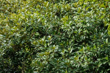 Fototapeta premium Magnolia Soulangeana Verbanica in Adler arboretum 
