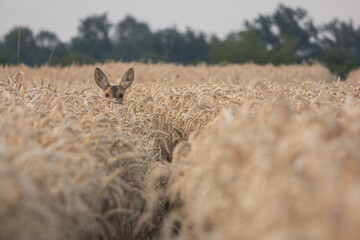 Roe deer in the wheat field 