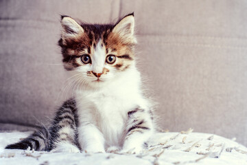 Small, cute, fluffy kitten sits on the couch - 464008905