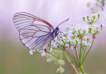 Morning awakening. Butterflies Of The Central Part Of Russia