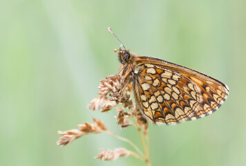 Butterflies Of The Central Part Of Russia.Morning awakening.
