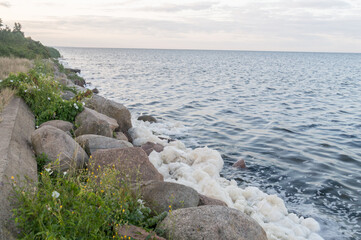 Sea foam blown into coast on Hel peninsula. Beach foam created by the agitation of seawater.