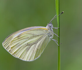Morning awakening. Butterflies Of The Central Part Of Russia