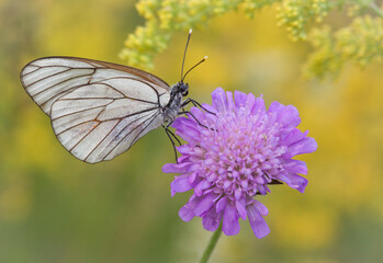Morning awakening. Butterflies Of The Central Part Of Russia