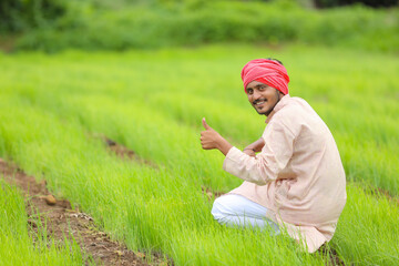 indian farmer at green onion agriculture field.