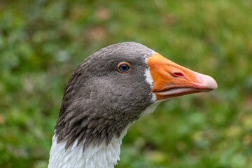  Leine Goose - Latin: Anser anser f. domestica
