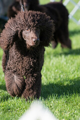 Irish Water Spaniel at a dog show in New York