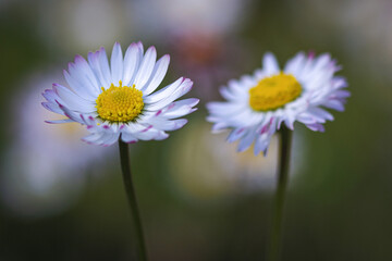 Obraz premium daisy in the garden