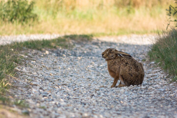 hare in the field