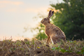 hare in the field