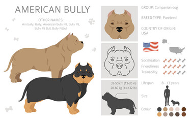 American bully all colours clipart. Different coat colors set