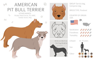American pit bull terrier dogs clipart. Color varieties, infographic. - obrazy, fototapety, plakaty