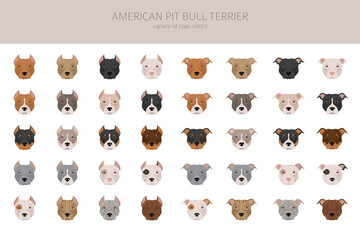 American pit bull terrier dogs clipart. Color varieties, infographic.