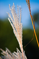 Kwiatostan (wiecha) trzciny, bądź jakiegoś gatunku trawy . Inflorescence (panicle) reed or some grass grade. © Grzegorz