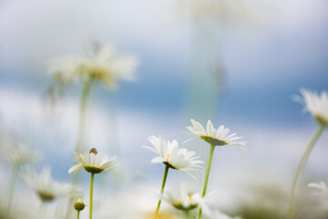 Flowering. Chamomile. Blooming chamomile field, Chamomile flowers on a meadow in summer, Selective focus