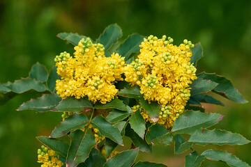 Gewöhnliche Mahonie oder Stechdornblättrige Mahonie (Mahonia aquifolium)	
