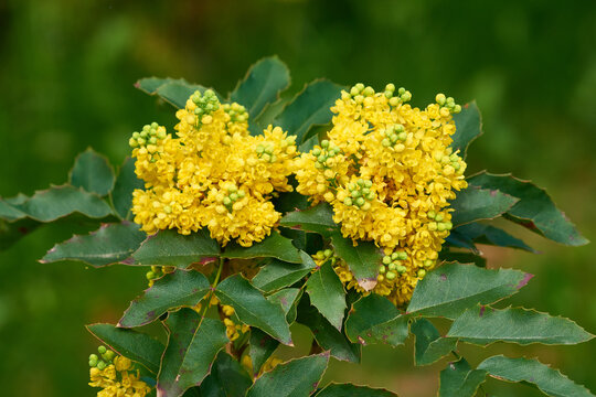 Gew&ouml;hnliche Mahonie oder Stechdornbl&auml;ttrige Mahonie (Mahonia aquifolium)	

