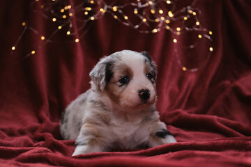 Festive card for new year and Christmas with aussie dog. Month old beautiful Australian Shepherd puppy of blue merle is lying on blanket against bright yellow warm lights from garland.