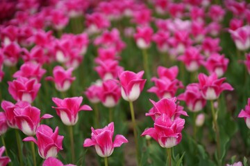 Tulip field. Beautiful tulip among tulips. Pink tulips with white stripe close-up. Growing flowers in spring.