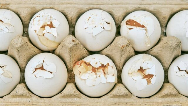 Broken spoiled white eggs in a cardboard box, stop motion