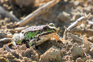 frog on the ground